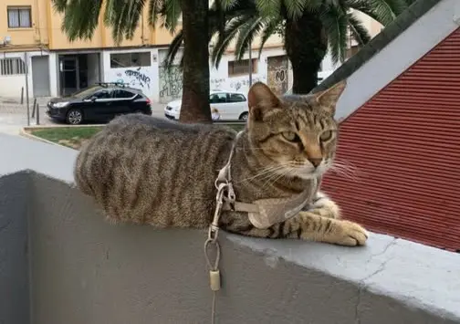 gato lost  Autovía Ronda de la Bahía de Santander 39011 Peñacastillo Pepe