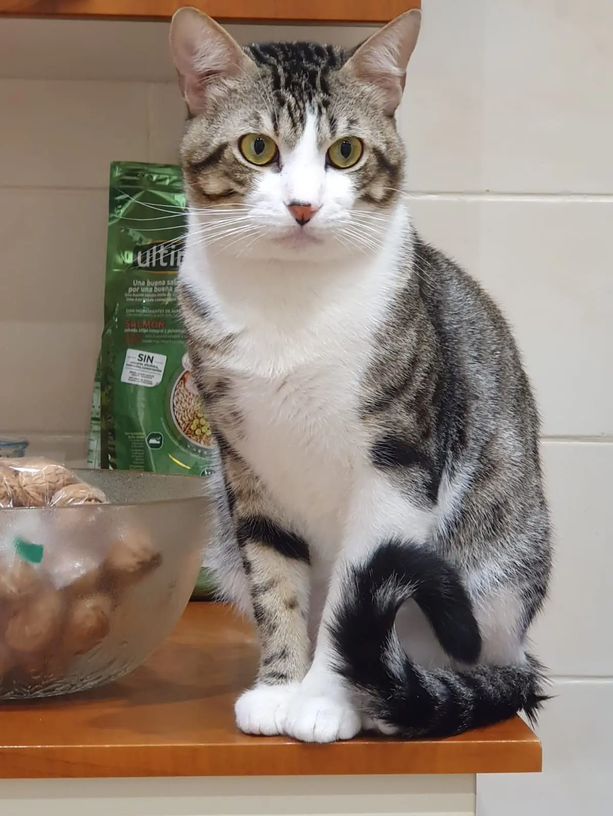 gato lost  Autovía Ronda de la Bahía de Santander 39011 Peñacastillo Rufus