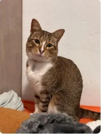 gato lost  Autovía Ronda de la Bahía de Santander 39011 Peñacastillo Sam