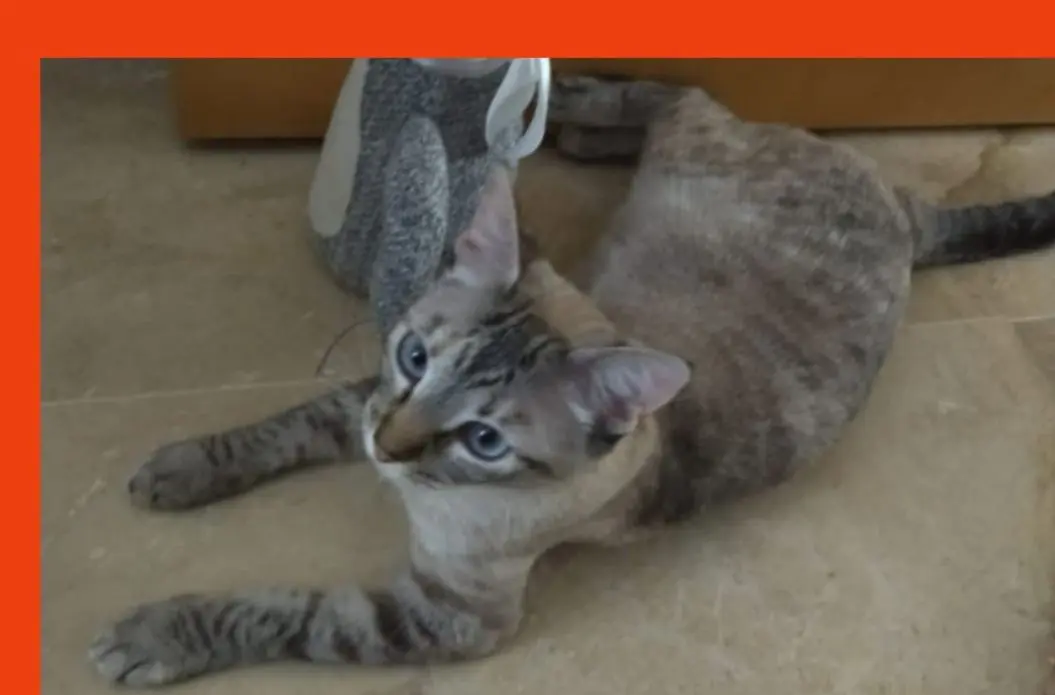 gato lost   41830 Huévar del Aljarafe Chanel