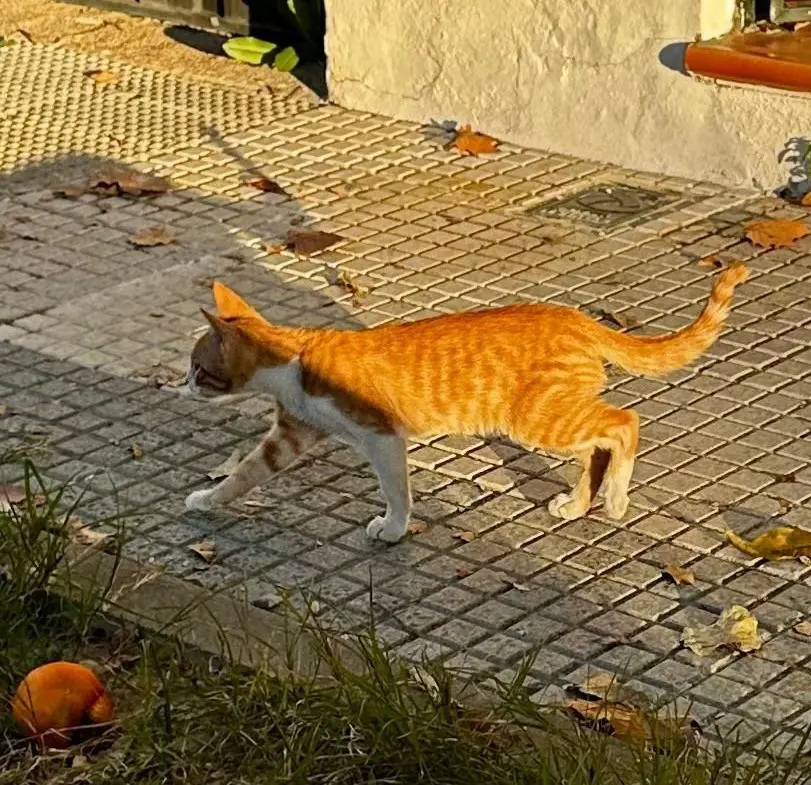 gato lost   41927 Mairena del Aljarafe Floyd