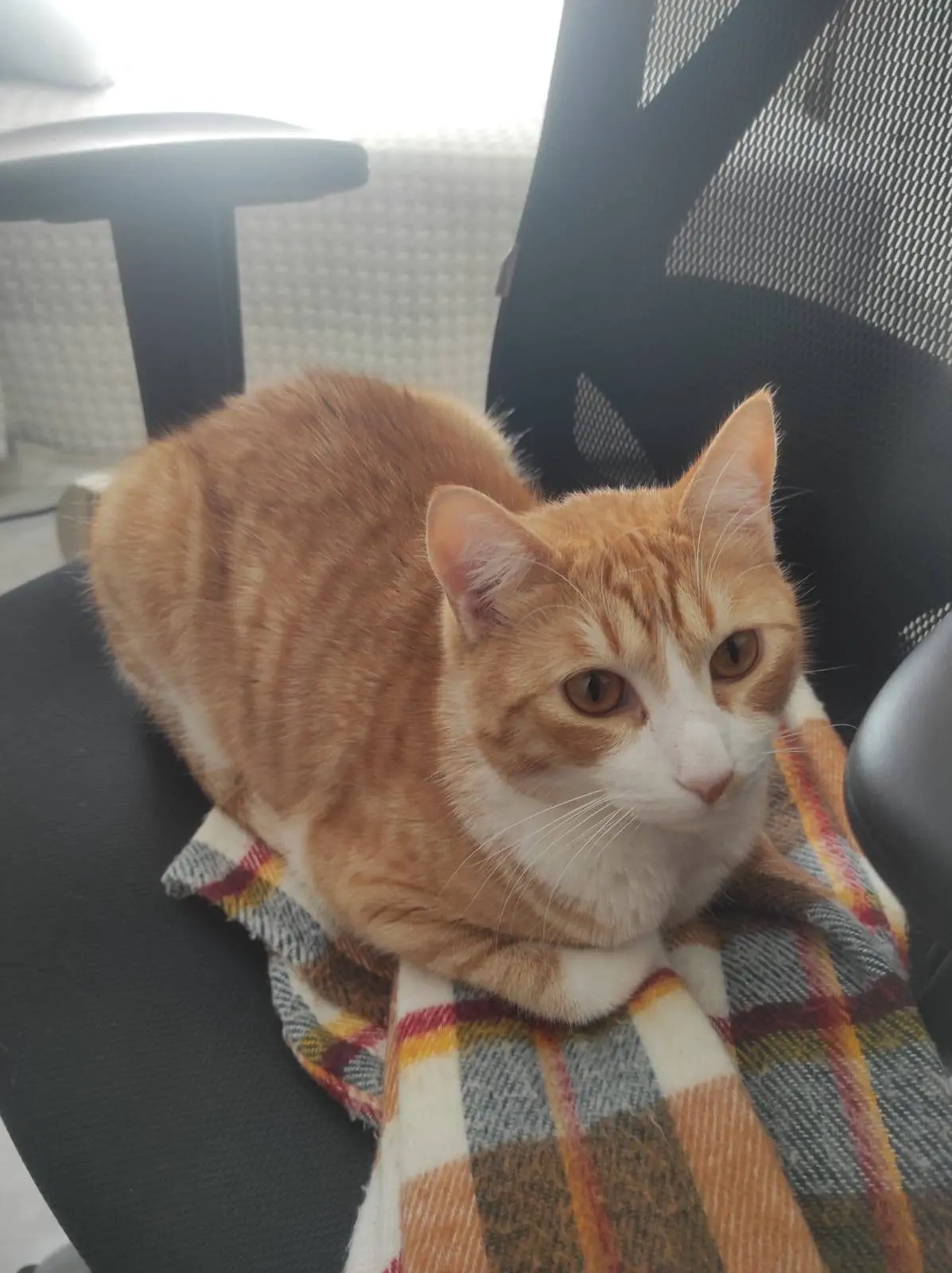 gato lost   41309 La Rinconada Michi