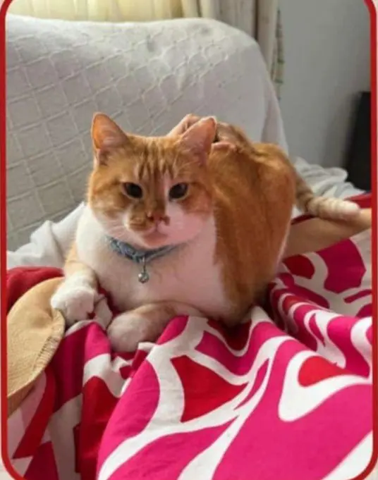 gato lost   41807 Espartinas Natale