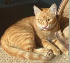 gato lost   41930 Bormujos Robin