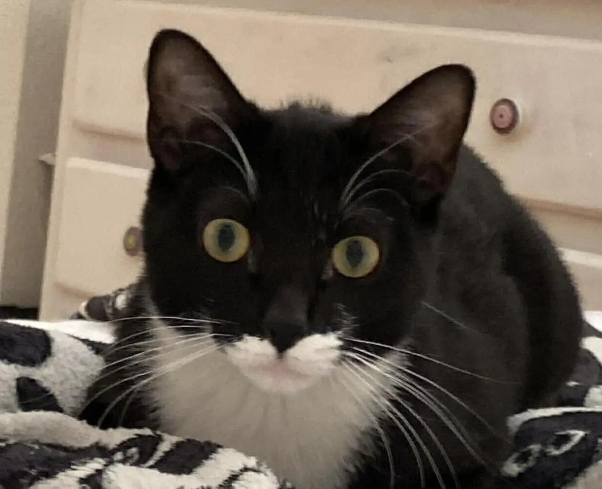 gato lost   41640 Osuna Roméo