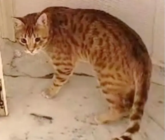 gato lost    Séville Aperol (ginger en chip)