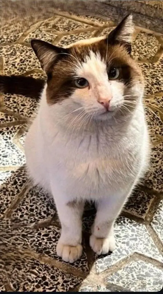 gato lost    Séville Bizcochito