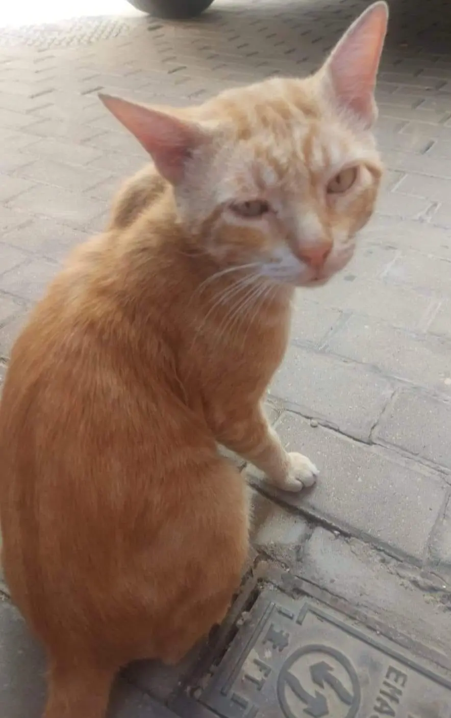 gato lost    Séville Canelo