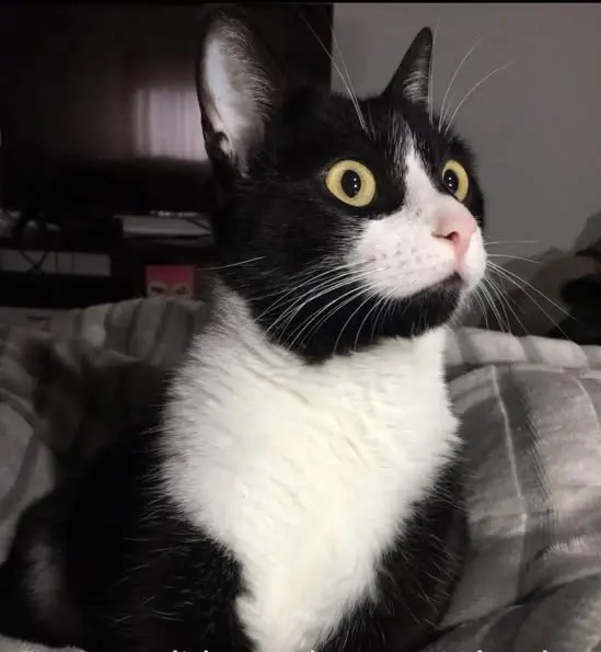 gato lost    Séville Curro