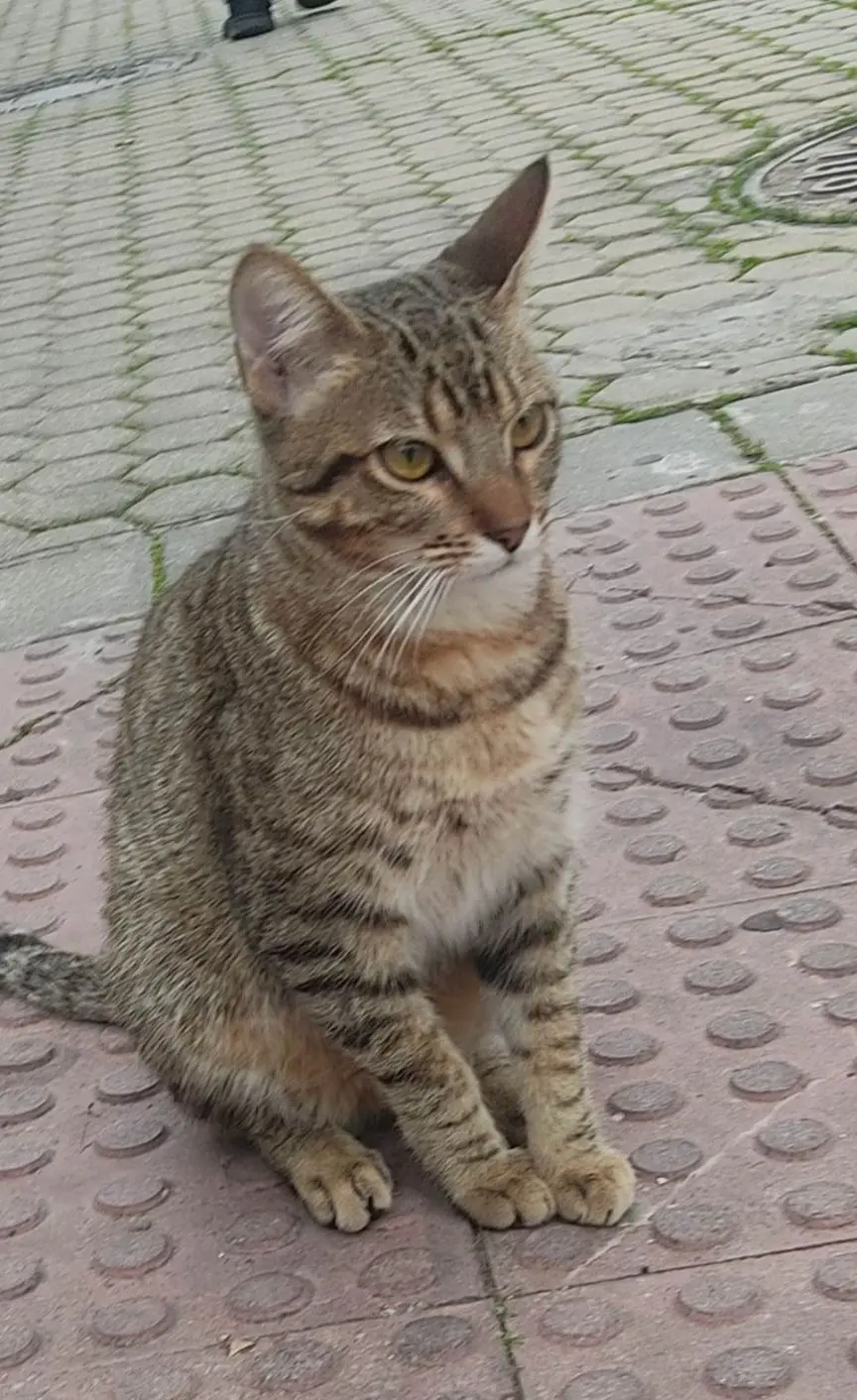 gato lost    Séville Gato