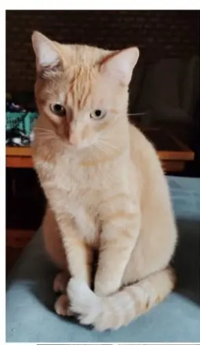 gato lost    Séville Picatoste