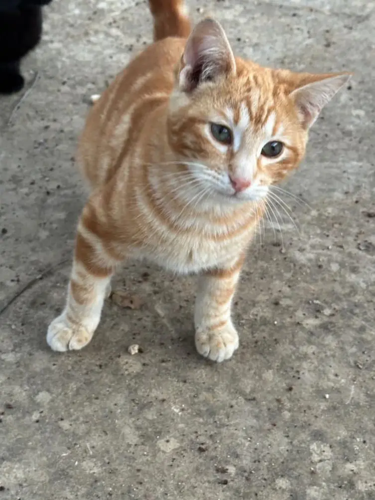 gato lost    Séville Pimenton