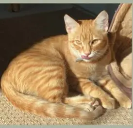 gato lost    Séville Robin