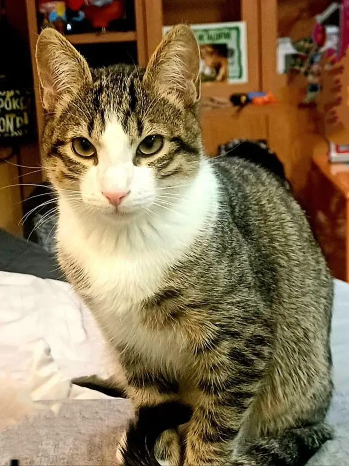gato lost    Cuéllar Coco