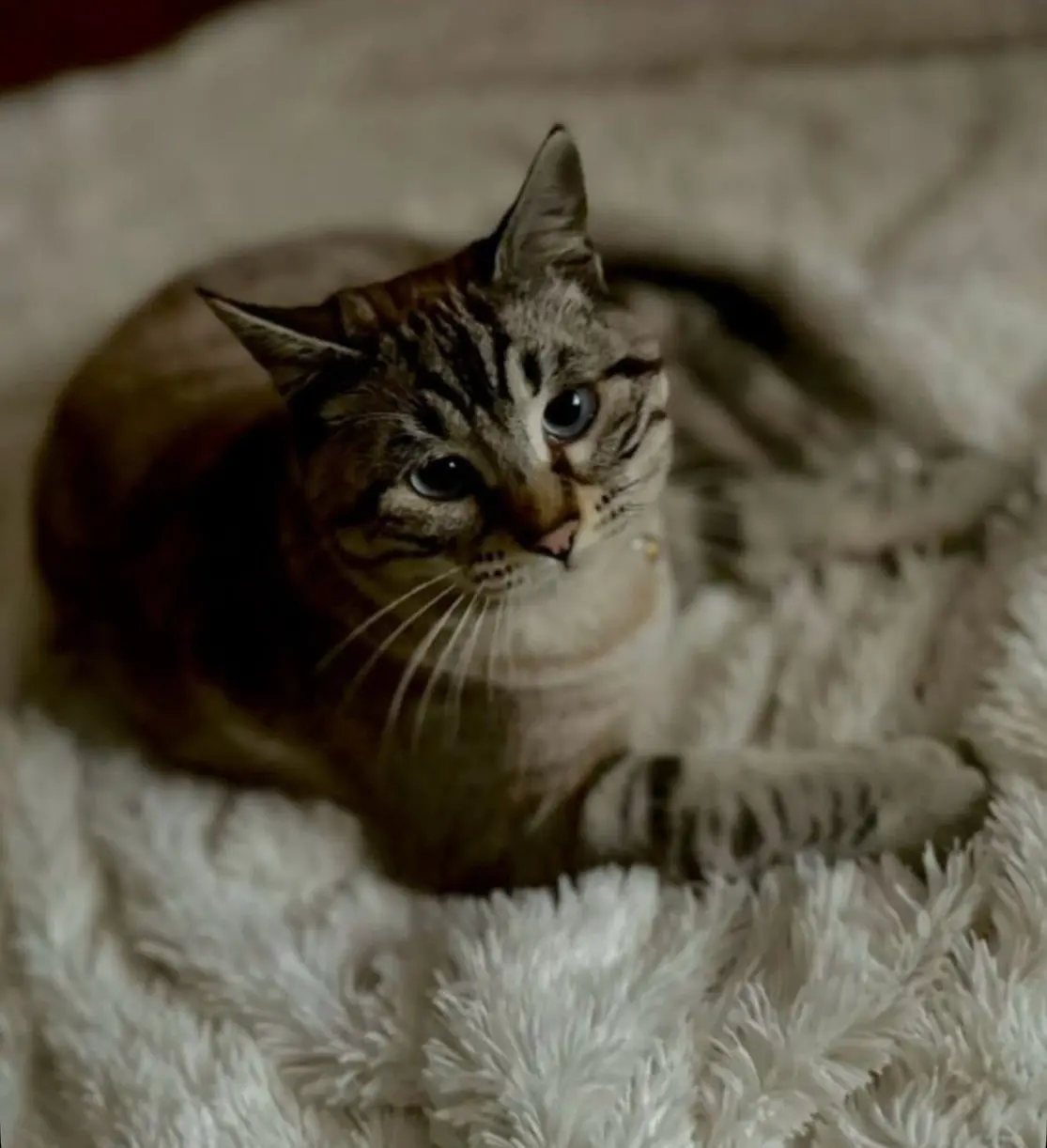 gato lost   40470 Navas de Oro Coco