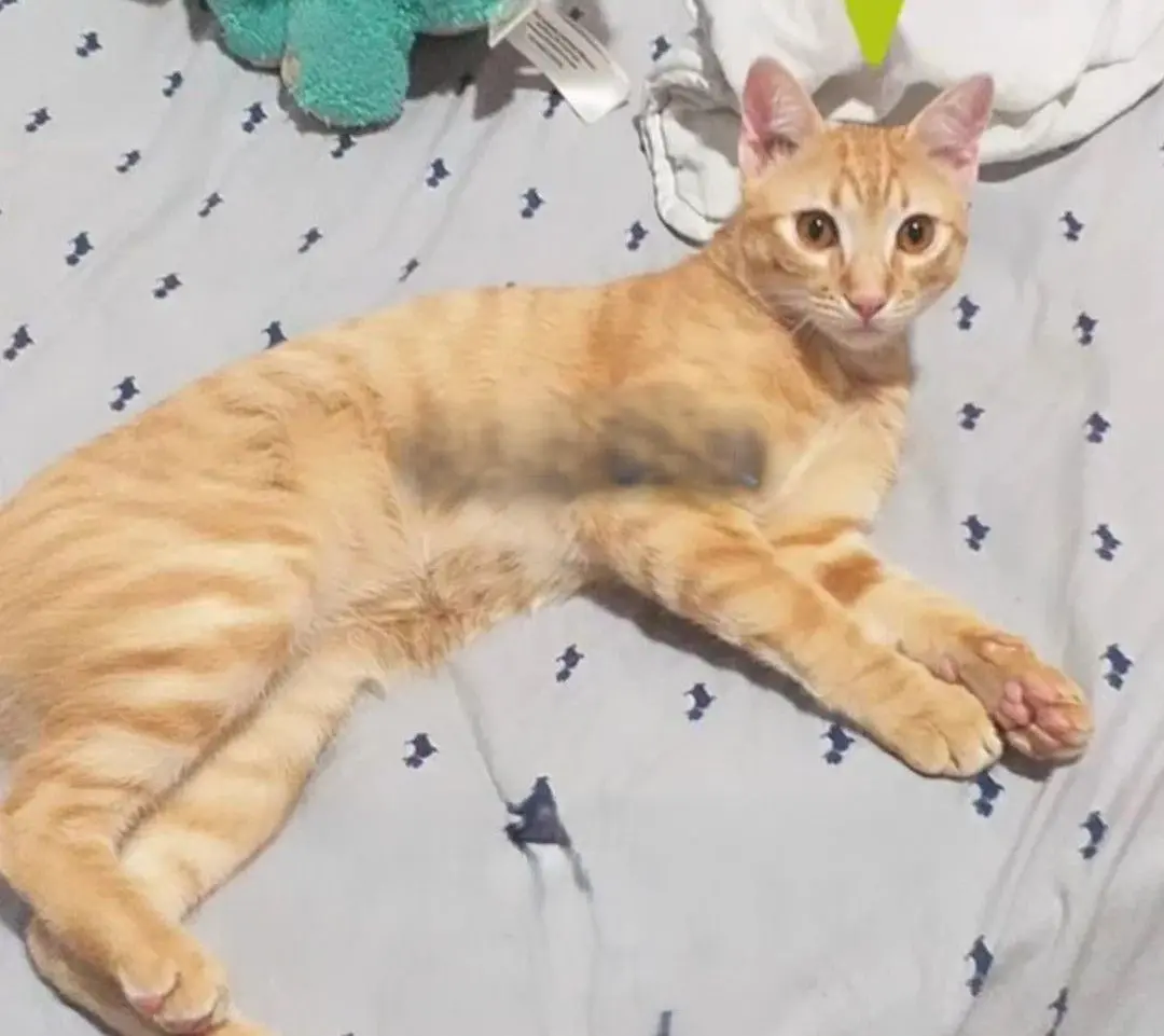 gato lost    Brieva Lasagna