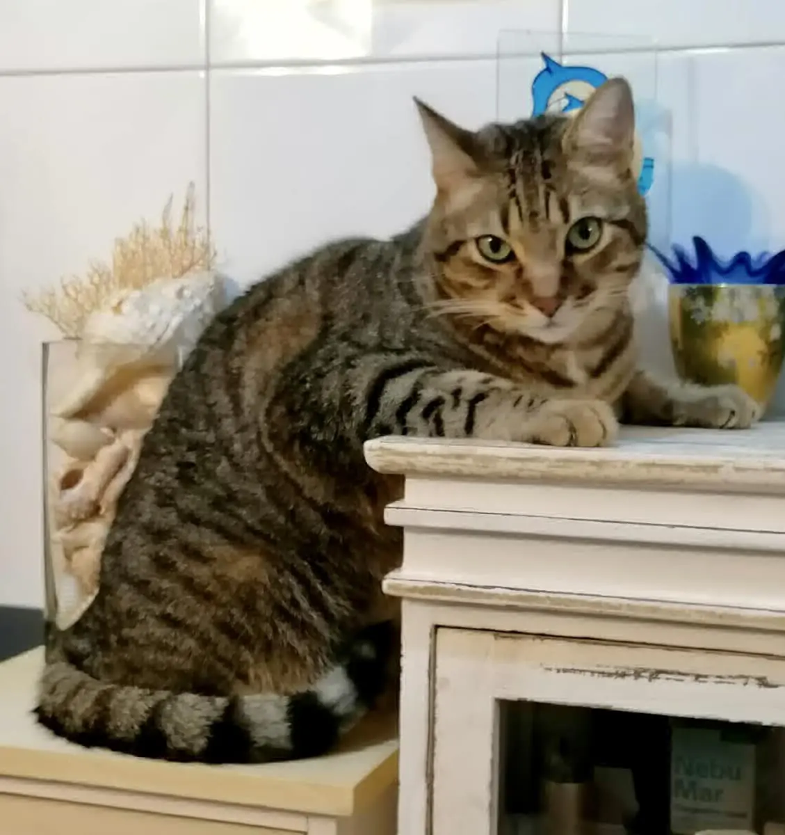 gato lost    Brieva Nano