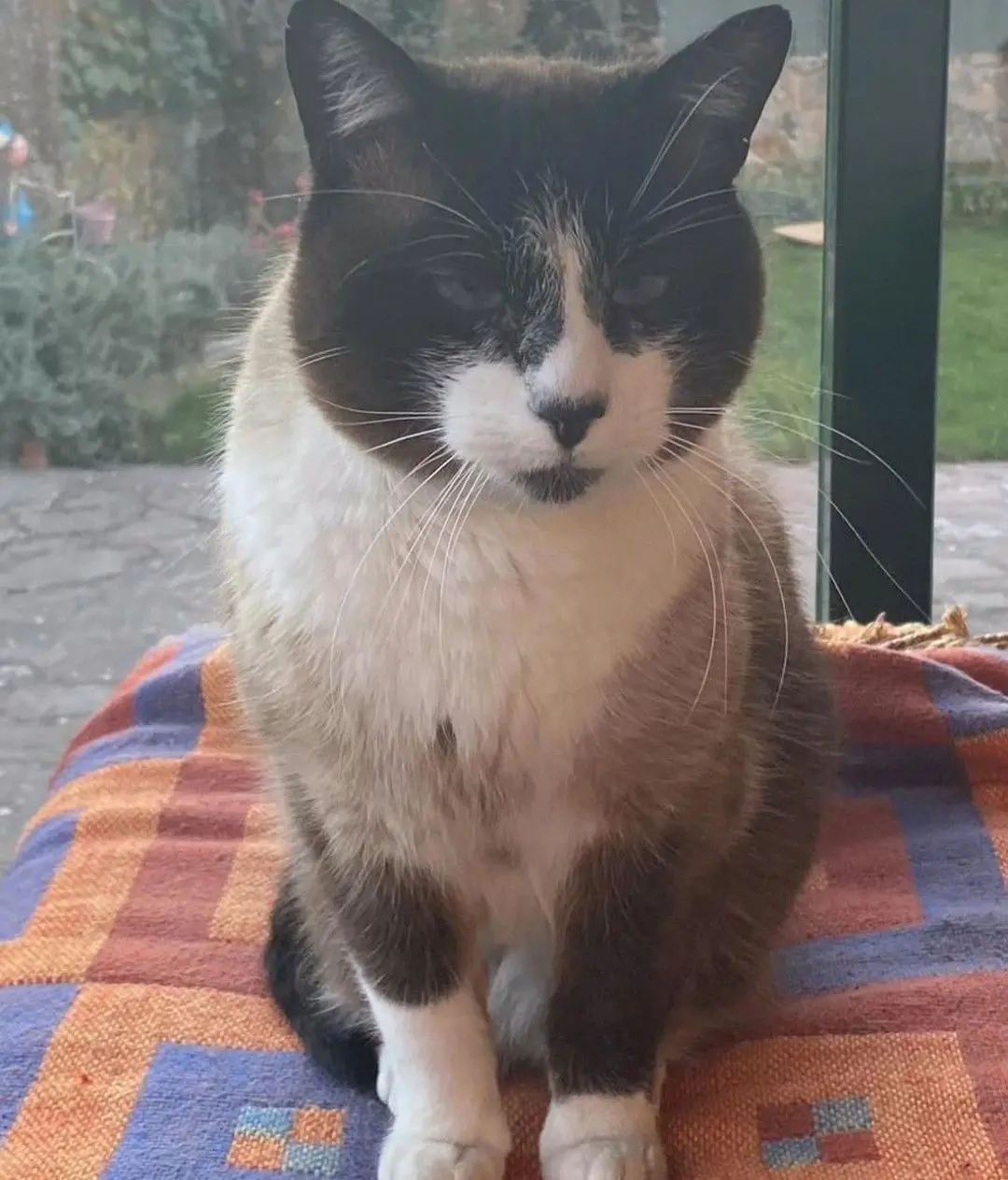 gato lost   40194 Trescasas Nilo