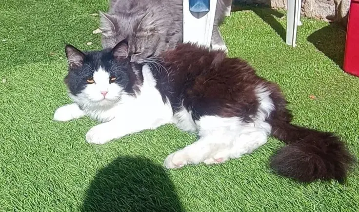 gato lost    Brieva Oreo