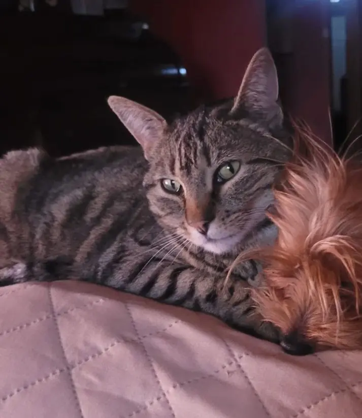 gato lost   40194 Trescasas Paolo
