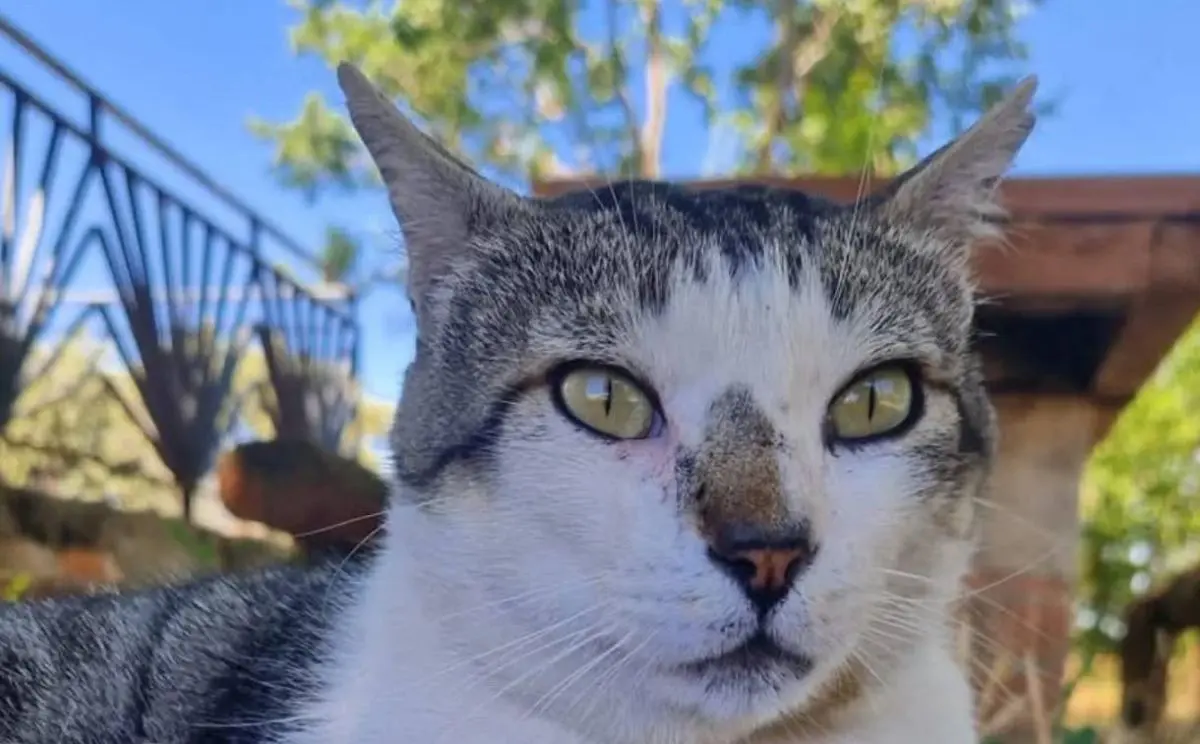 gato lost   40390 Valseca Perolo
