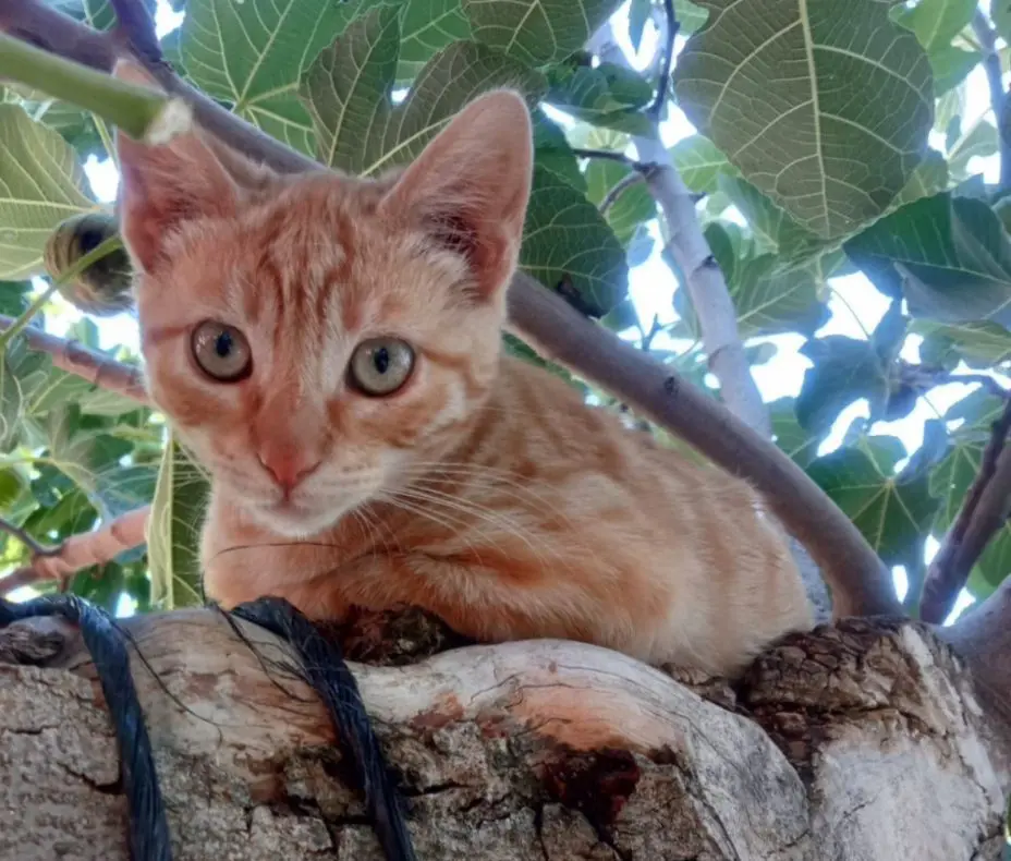 gato lost   40396 Cabezuela Ringo