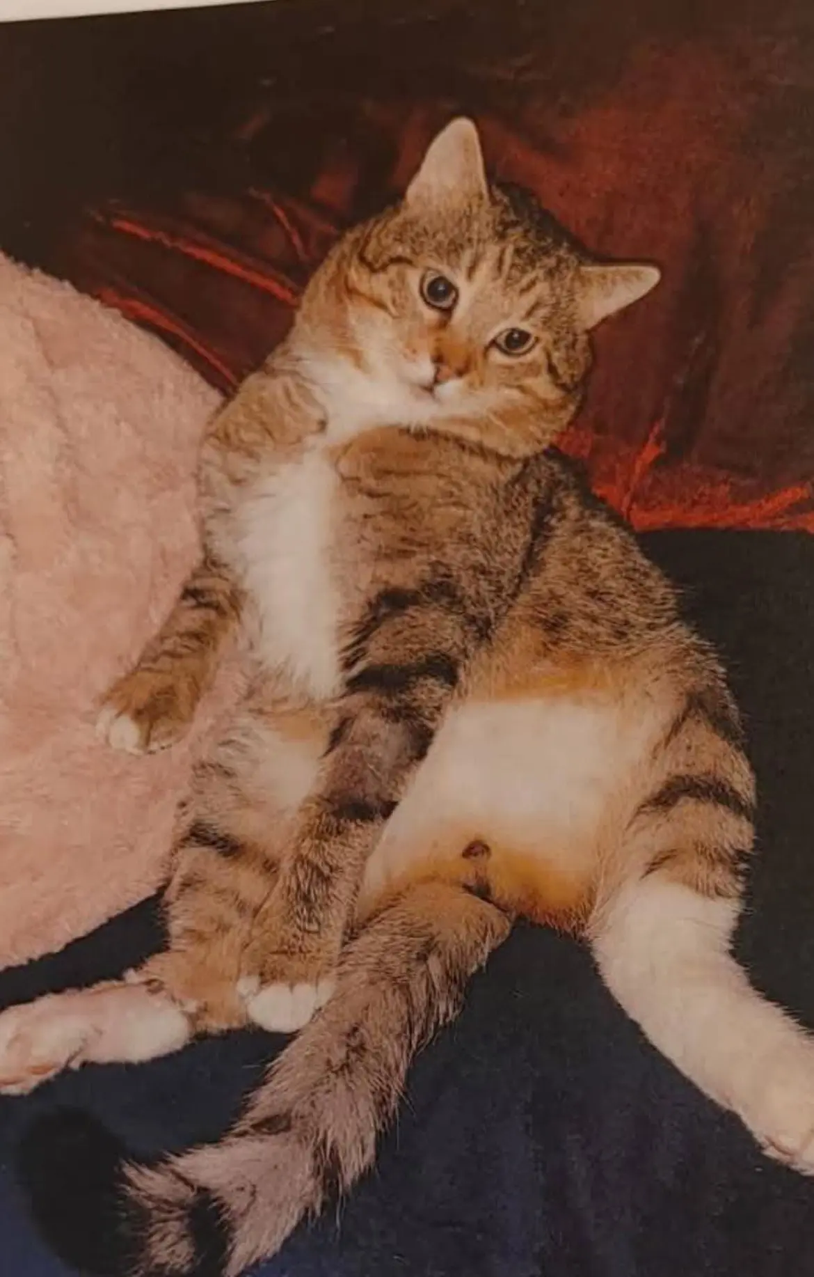 gato lost   40220 Olombrada Sheru