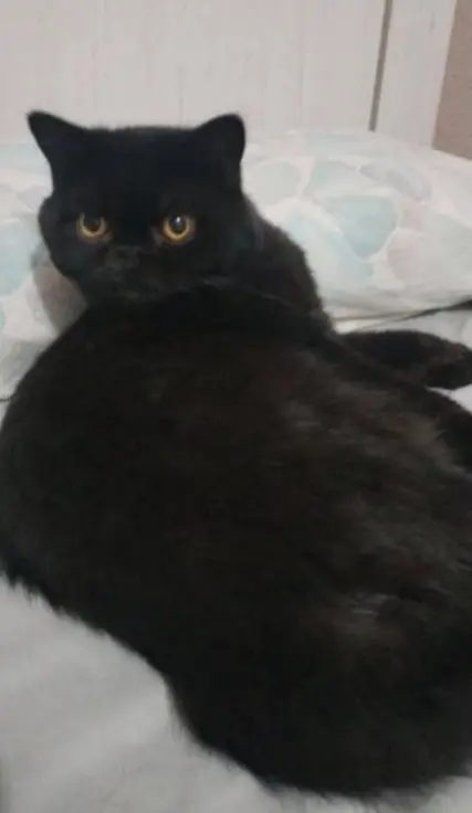 gato lost    Bercial Sony