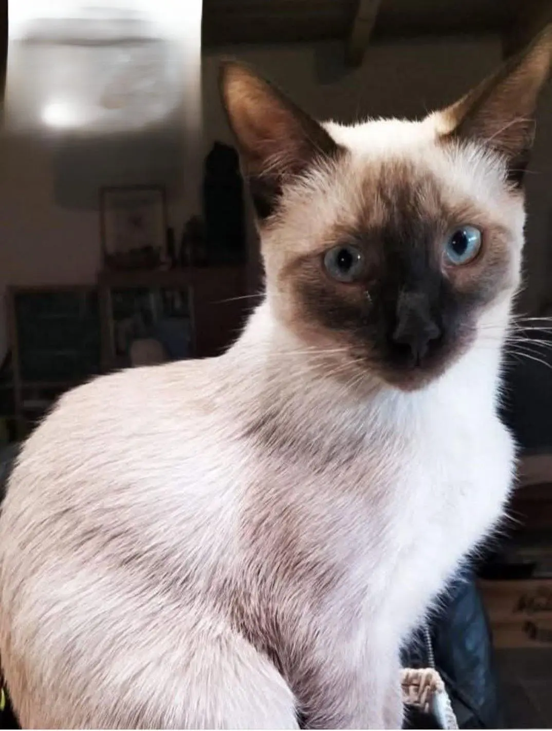 gato lost    Brieva Wifi