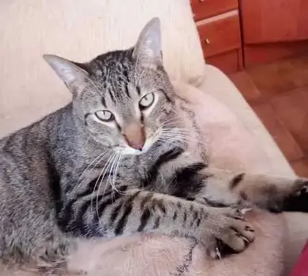 gato lost   42134 Alconaba Léo
