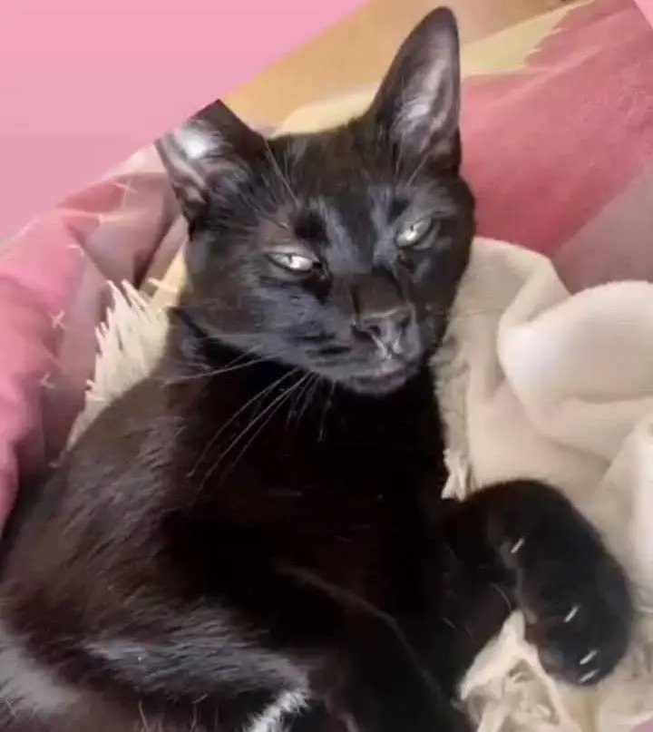gato lost    Soria Boston