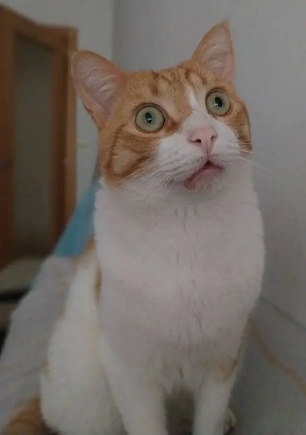 gato lost    Soria Mechas