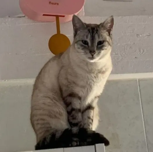 gato lost    Irun Alma