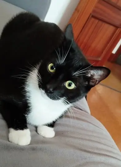 gato lost   20140 Andoain Ares
