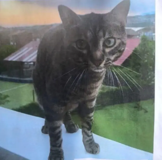 gato lost   20280 Fontarrabie Kiwi