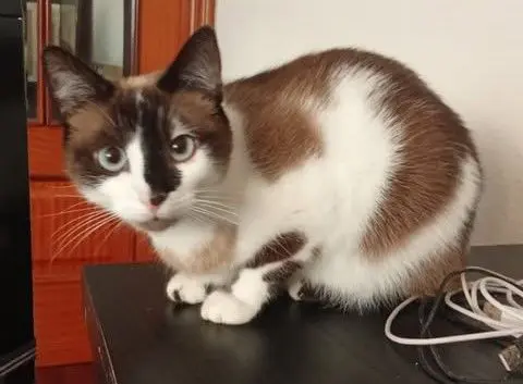 gato lost   20120 Hernani Copito