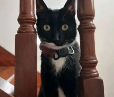 gato lost    Elgoibar Blacky