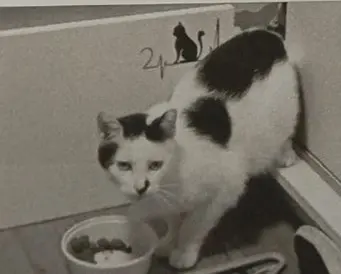 gato lost    Irun Ekhi