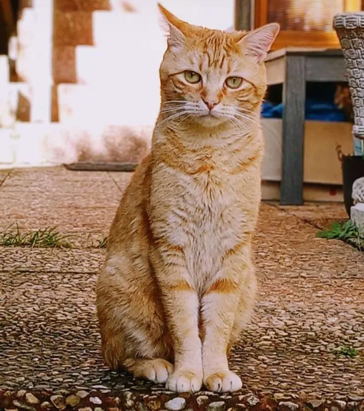 gato lost   20180 Oiartzun Lucky