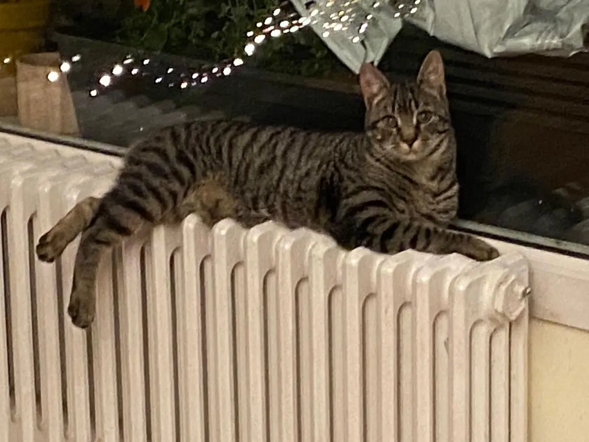 gato lost   20180 Oiartzun Pantxo