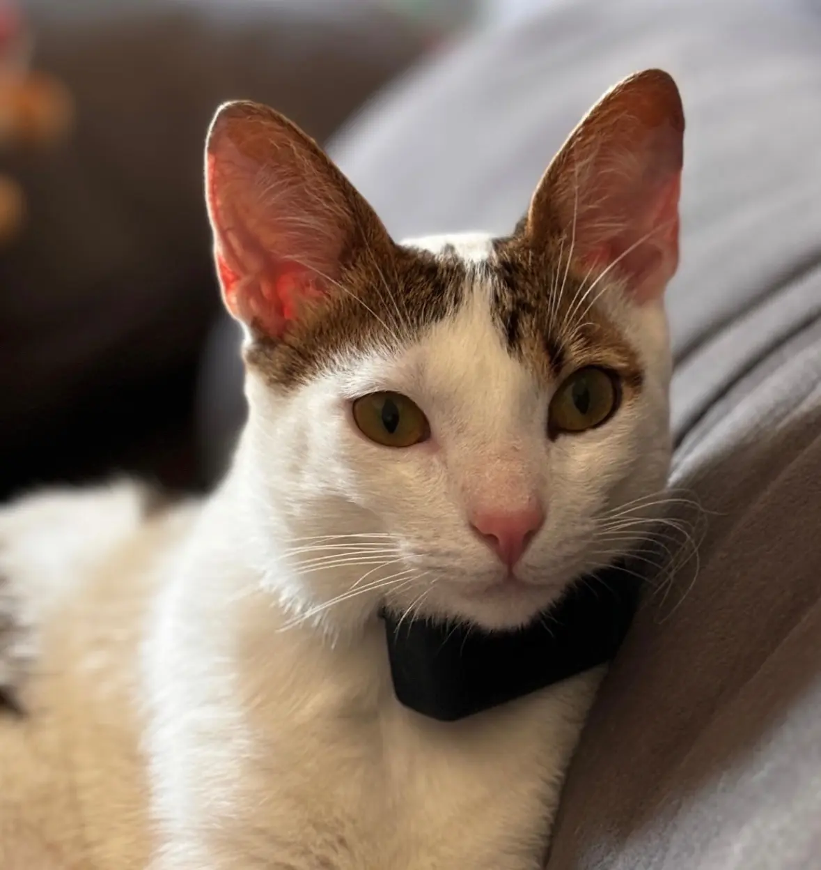 gato lost    Irun Pumuki