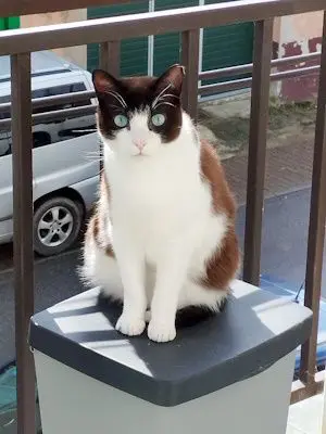 gato lost   20700 Zumarraga Txoki