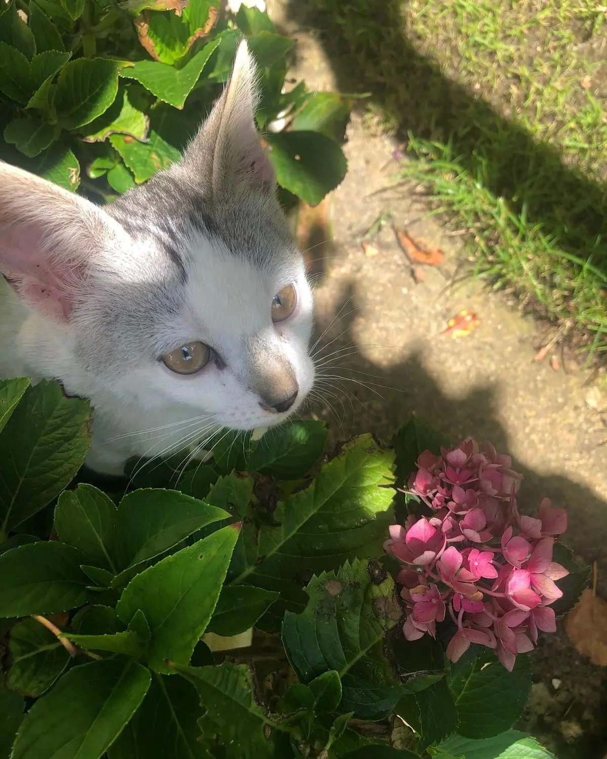 gato lost    Bergara Txuri