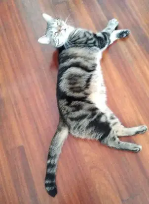 gato lost   20800 Zarautz Minino