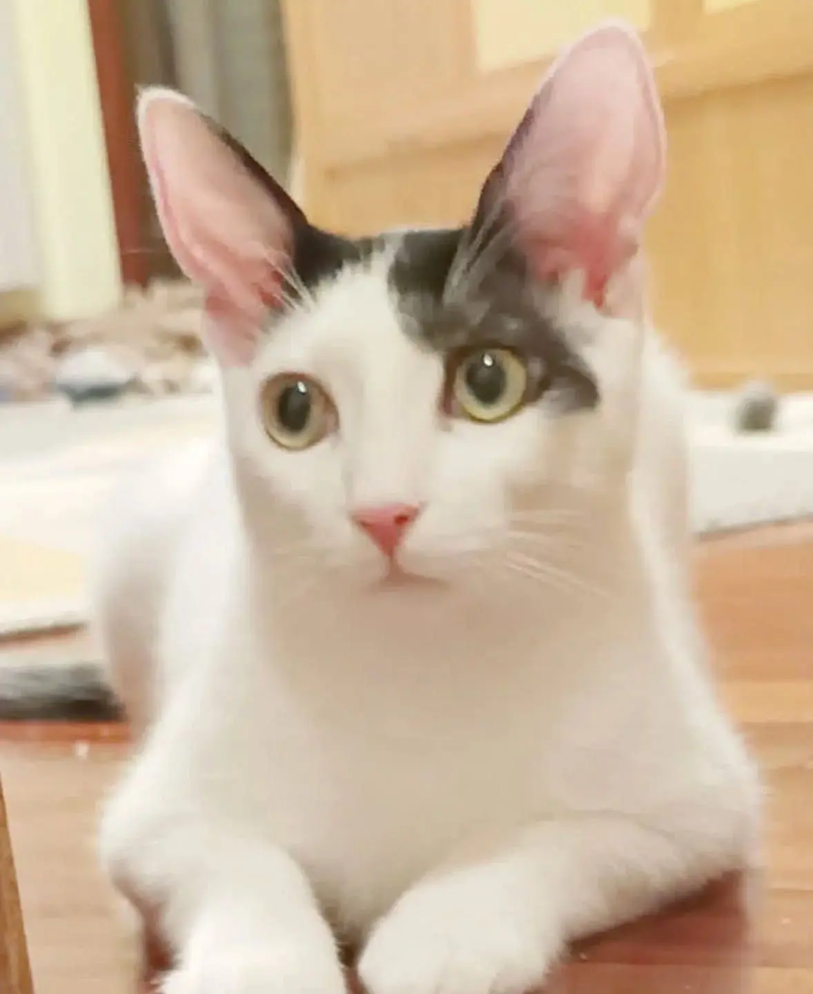 gato lost   20720 Azkoitia Nino