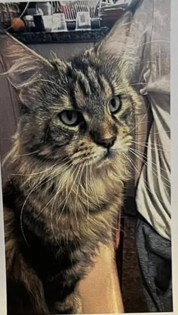 gato lost    el Vendrell Thais