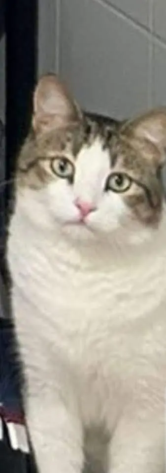 gato lost    Tortosa Kirito