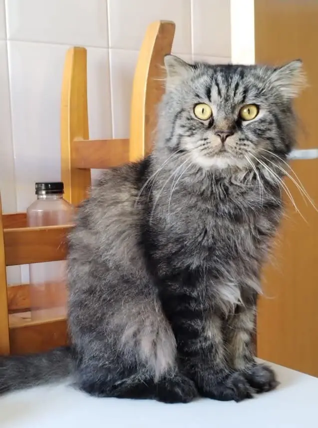 gato lost   43850 Cambrils Cala