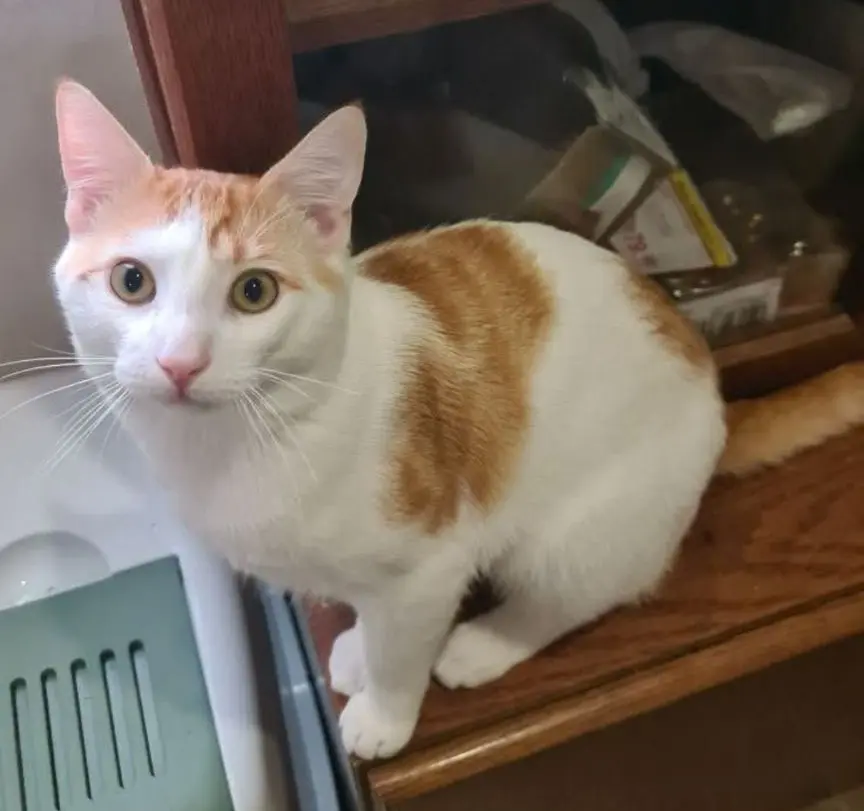 gato lost    Reus Tomas