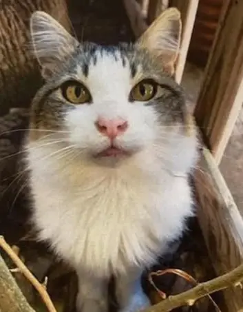 gato lost   43840 Salou Gatito